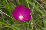 Woodland poppymallow